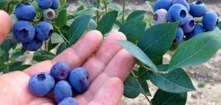 Descripción de la variedad de arándanos altos Chandler, reglas de plantación y cuidado.