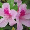 Rules for growing and caring for rhododendron at home