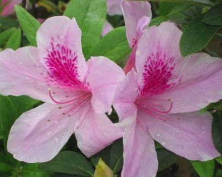 Règles pour cultiver et entretenir le rhododendron à la maison