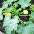 Control measures and treatment of powdery mildew on zucchini: how and what to process