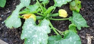 Control measures and treatment of powdery mildew on zucchini: how and what to process