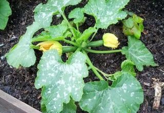 Mesures de contrôle et traitement de l'oïdium sur les courgettes: comment et quoi traiter