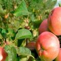 Pros y contras de las variedades de manzana Avenarius, características de la resistencia al invierno y regiones de cultivo.