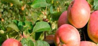 Pros y contras de las variedades de manzana Avenarius, características de la resistencia al invierno y regiones de cultivo.