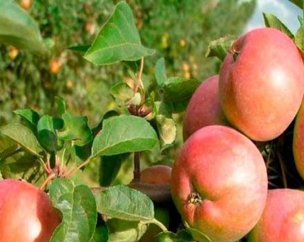 Pros y contras de las variedades de manzana Avenarius, características de la resistencia al invierno y regiones de cultivo.