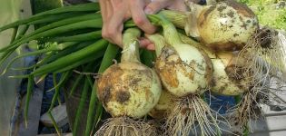 El momento en el que necesita quitar las cebollas del jardín en los Urales