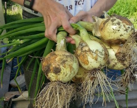 Tidspunktet for, hvornår du skal fjerne løg fra haven i Ural