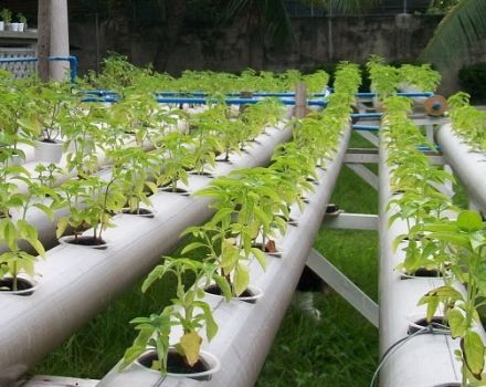 Cultiver des tomates en culture hydroponique, choisir une solution et les meilleures variétés