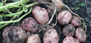 Description of the Picasso potato variety, its characteristics and yield