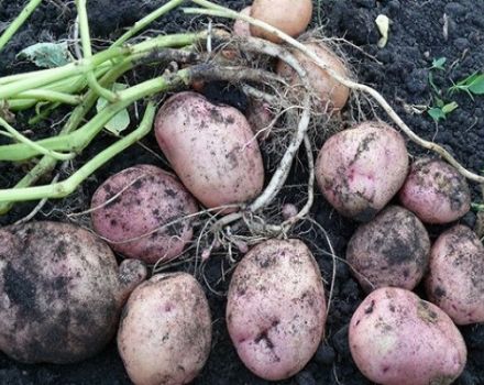 Description of the Picasso potato variety, its characteristics and yield