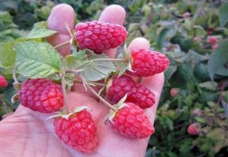 Un bon soin des framboises en juillet et août après la récolte