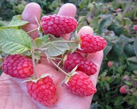 Un bon soin des framboises en juillet et août après la récolte