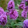 Plantación, cultivo y cuidado de buddleya en campo abierto, descripción de variedades.