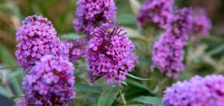 Plantation, culture et entretien des buddleya en plein champ, description des variétés