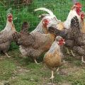 Description and characteristics of the Legbar chicken breed, breeding and care rules