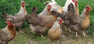 Description and characteristics of the Legbar chicken breed, breeding and care rules