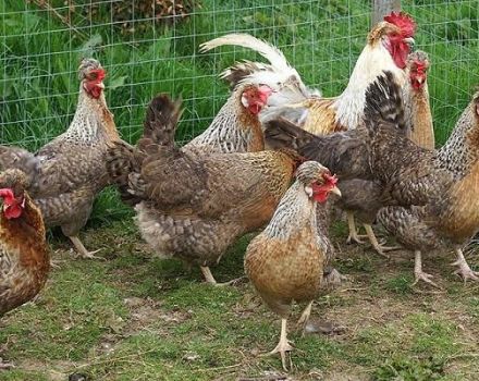 Description et caractéristiques de la race de poulet Legbar, règles d'élevage et de soins