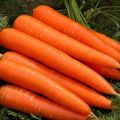 Review of early early ripening carrot varieties: Kuroda, Shantane, Cordoba and others