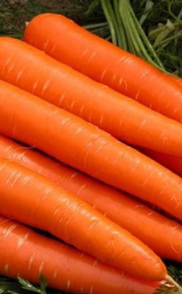 Review of early early ripening carrot varieties: Kuroda, Shantane, Cordoba and others