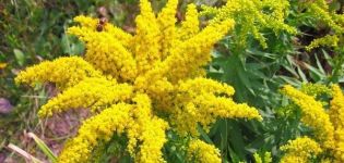 Description and characteristics of hybrid goldenrod, planting and care