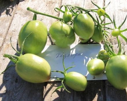 Description of the trump tomato variety, features of cultivation and care