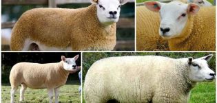 Description et caractéristiques des moutons Texel, conditions de logement et soins