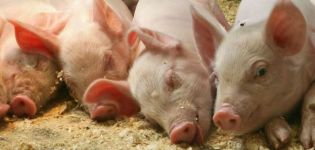 Advantages and disadvantages of bacterial litters for pigsties, types and care of them