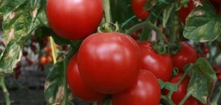 Penerangan mengenai varieti tomato Beauty f1, ciri dan produktiviti