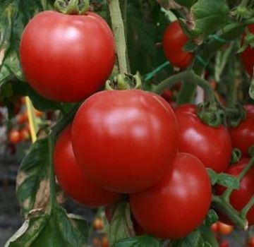 Description de la variété de tomate Beauty f1, ses caractéristiques et sa productivité