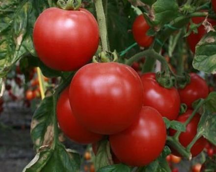 Description of the tomato variety Beauty f1, its characteristics and productivity