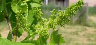 ¿En qué año después de plantar las plántulas las uvas dan fruto, cuándo comienza la primera cosecha?