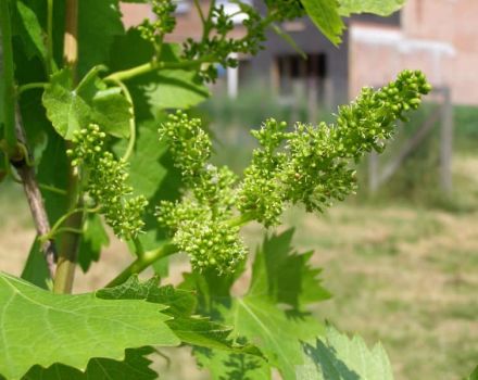 En quelle année après la plantation des plants, les raisins portent des fruits, quand commence la première récolte