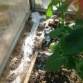 How to quickly get rid of ants in a greenhouse with cucumbers, what to do?