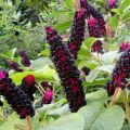 Plantación y cuidado de lakonos en campo abierto, métodos de reproducción y cultivo.