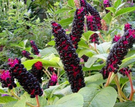 Plantación y cuidado de lakonos en campo abierto, métodos de reproducción y cultivo.