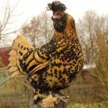 Characteristics and description of the Pavlovsk chickens breed, rules of care and maintenance