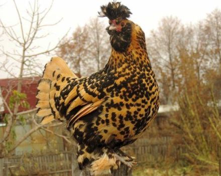 Caractéristiques et description de la race de poulets Pavlovsk, règles de soins et d'entretien