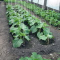 How to properly tie cucumbers in a polycarbonate greenhouse