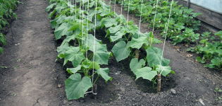 How to properly tie cucumbers in a polycarbonate greenhouse