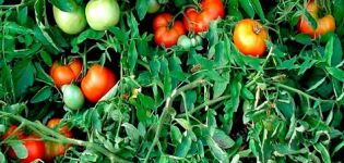 Penerangan dan ciri pokok tomato pelbagai jenis wang