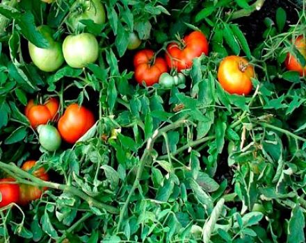 Description and characteristics of the tomato variety Money tree