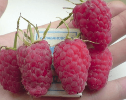 How can you feed raspberries during berry ripening, flowering and fruiting?