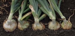 Description of the onion variety Daytona F1, features of cultivation and care