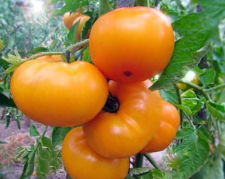 Description de la variété de tomate Marmelade jaune, ses caractéristiques et sa productivité