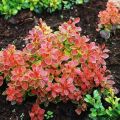 Varieties and types of barberry with description and characteristics, choice for regions