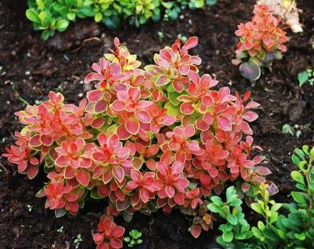 Varieties and types of barberry with description and characteristics, choice for regions