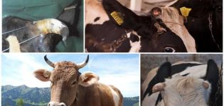 ¿La vaca tiene cuernos y para qué, estructura y cómo quitarlos y usarlos?