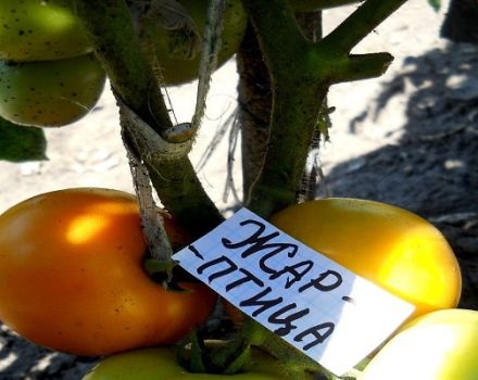 Descripción de la variedad de tomate Firebird, características de cultivo y productividad.