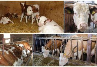 Quelle est la raison et que faire si la vache mange mal le foin après le vêlage et le traitement