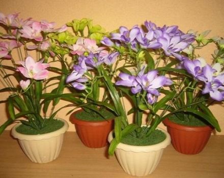 Planter et entretenir le freesia à la maison, comment faire pousser à partir d'une ampoule